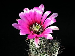 petailed,植物,仙人掌