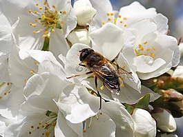 昆蟲,性質(zhì),宏