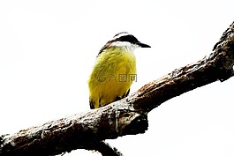 雷,鳥(niǎo),brasileira