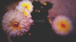 花,自然,植物區(qū)系