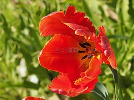 花,性質(zhì),紅色