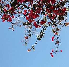 花卉,花卉裝飾,背景