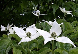 開花山茱萸,山茱萸佛羅里達州,白色的花