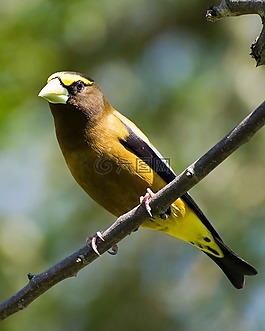 vespertinus,通賂,鳥