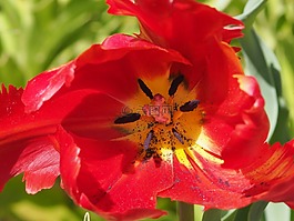 花,性質(zhì),紅色