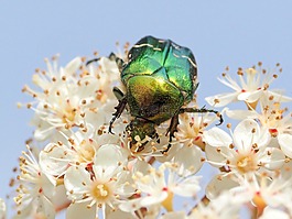 昆蟲(chóng),鮮花,宏