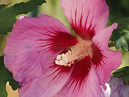 花,性質(zhì),粉色