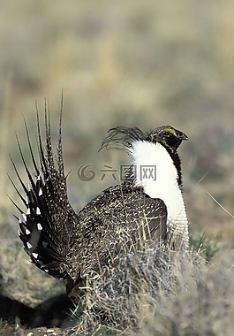 urophasianus,centrocerus,頭