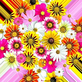 鮮花,開花,性質(zhì)