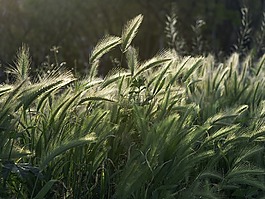 峰值,野生,性質(zhì)