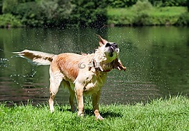 狗,金毛獵犬,濕
