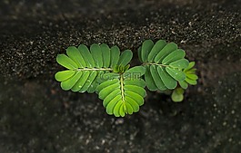 的生活,羅望子樹,胚芽