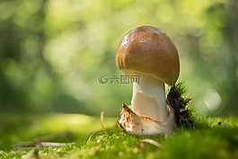 蘑菇,性質,森林