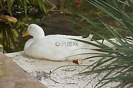 天鹅,蓬塔卡纳,热带