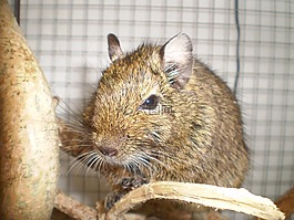購(gòu)買degu,寵物,哺乳動(dòng)物