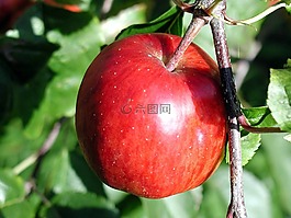 枝杈,成熟,苹果
