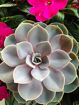 植物,仙人掌,廠
