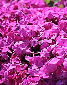 storchschnabel,地面覆盖,花