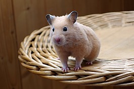 倉鼠,動物,椅子
