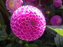 大麗花,花,粉紅色