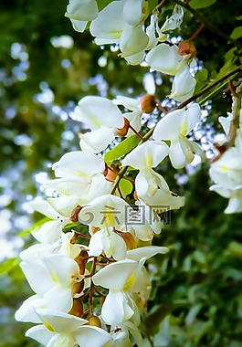 開花,自然,花