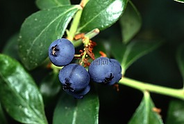 藍(lán)莓,水果,植物