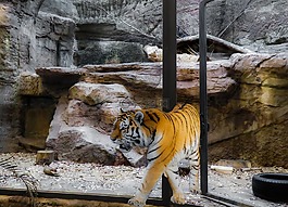 動物,虎,貓