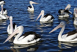 鵜,水,鳥