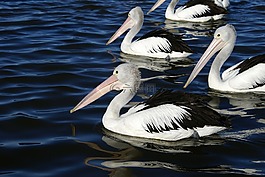 鵜,水,鳥