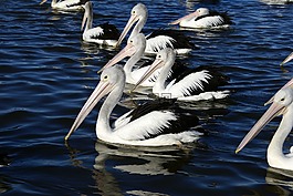 鵜,鳥,水