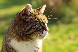 猫,光,太阳
