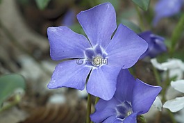 開花,紫,地面覆蓋