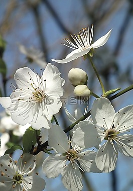 開花,白,春天