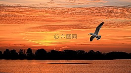 景觀,日落,鳥