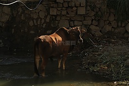 牛,動物,農(nóng)場