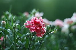 粉色,春,花