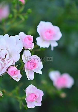 玫瑰,鮮花,開花