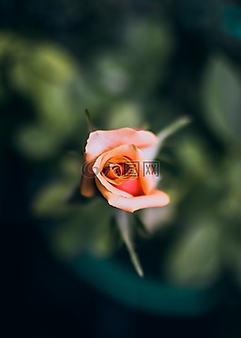 盛開,花,美麗