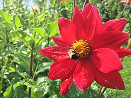 大麗花,混合動(dòng)力,紅色
