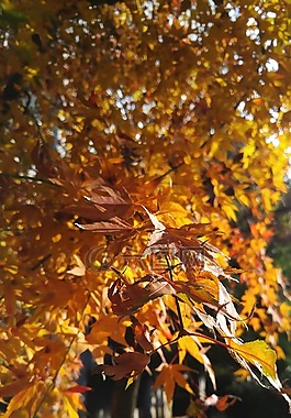 秋天的樹葉,秋季,木材