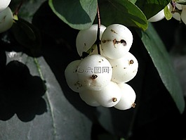 水果,白,植物