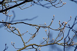 天空,樹,鮮花