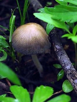 micaceus,雞腿,蘑菇