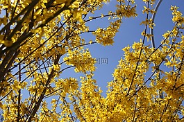 連翹,性質(zhì),黃色