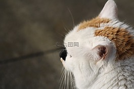 貓,查看,關(guān)閉