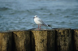 海鷗,海,鳥