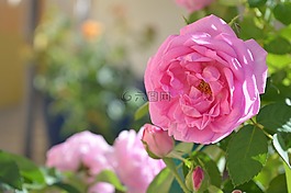 花卉,羅莎,背景