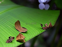綠色,葉,樹