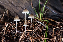 蘑菇,草,顏色