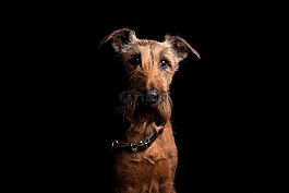 狗,動物,可愛